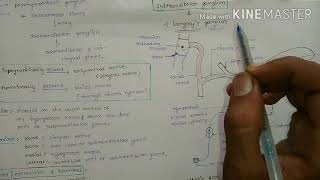 Sub Mandibular Ganglion [upl. by Balcke]