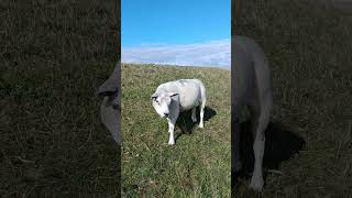 Sheep eating at Texel island  the Netherlands farming cuteanimals sheepfarming [upl. by Lachance]