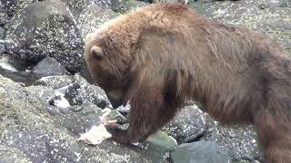 What do grizzly bears do when they have an itch [upl. by Genesia]