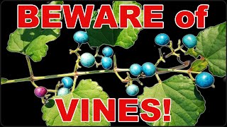 Dirty Dozen Invasive Vines You NEED to Know [upl. by Neils212]