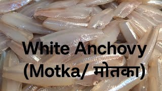 White Anchovy Motka मोतका fish Gravey [upl. by Yadsendew]