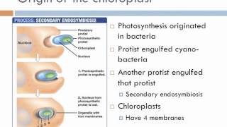 Biology 2 Lecture 7 Protists [upl. by Rubliw]