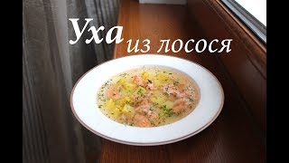 Уха из лосося Уха из красной рыбы Готовлю с любовью [upl. by Anitsyrhk537]