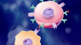 The Immune Response HD Animation [upl. by Kala]