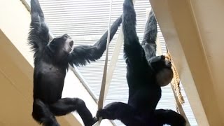 Siamang Gibbons howling and playing [upl. by Mihsah]