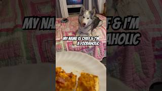 My Husky’s Serious Food Obsession  Hilarious Snacktime Reaction [upl. by Enyrehtac838]