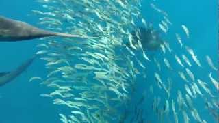 Sailfish feeding on sardine school 25 nm offshore in the Yacatan channel Mexico [upl. by Broek]