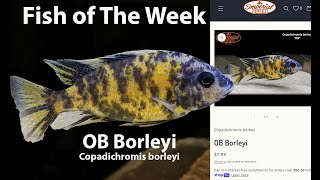 OB Borleyi Copadichromis borleyi [upl. by Aliahs995]