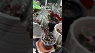 Begonia are so underrated Stunning houseplants indoorplants plants plantcare houseplantlover [upl. by Nytsirc]