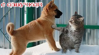 Приколы с котами НОВЫЕ смешные коты и собаки УГАРНАЯ ОЗВУЧКА и смешные животные [upl. by Gwennie]