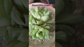 haworthia cooperi hot days care shortsvideo  Bloom with SI [upl. by Dev]