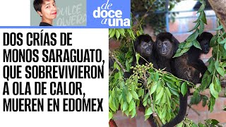 DeDoceAUna ¬ Monos saraguato fueron trasladados a Edomex a falta de condicones en Tabasco Semarnat [upl. by Aiza114]