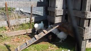 Meet the puffiest poultry squad chicken animalvideos shortsyoutube shorts cute [upl. by Benenson]