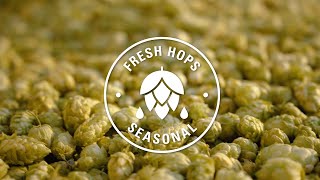 Fresh Hops  Yakima Chief Hops [upl. by Gillie]