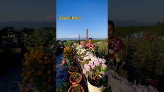 Chrysanthemum Flowers Starting to Bloom shorts ytshorts viralvideo gardening [upl. by Warren882]