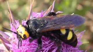 Mammoth wasp Megascolia maculata flavifrons [upl. by Mcdade]