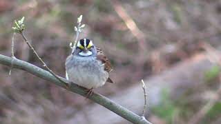 White Throated Sparrow quotThe Sound Of Springquot [upl. by Norvil]