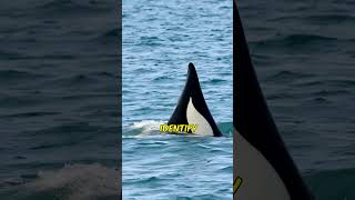 What Makes ORCAS So Fascinating Discover Now orca animallover animalfacts [upl. by Rayham]