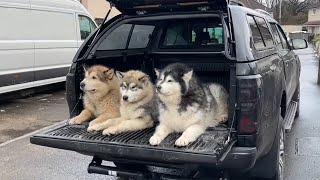 Truckman GLS Review Life with Malamutes [upl. by Jollenta482]