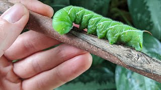 10 Ways To Control And Prevent Hornworms In Your Garden  Simple And Organic [upl. by Guerra]