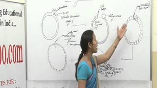 Rolling circle replication BSc MSc Lecture by Ms Pragya Dhakar [upl. by Mikiso934]