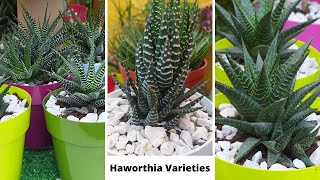 41 Best Haworthia Species with names  Haworthia varieties Types of Haworthia  Haworthia Succulent [upl. by Forelli260]