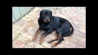 Rottweiler Dog Horrible Kennel Cough  Dog Flu Induced Vomiting [upl. by Nuahsal662]