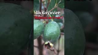 Le goyavier résistant au froid  permaculture [upl. by Tham523]