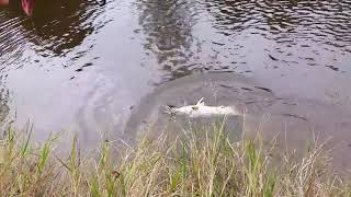 My Biggest Striped Bass Ever at Biloxi River Topwater Popper Bite [upl. by Stochmal]