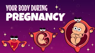 Your Organs When Youre Pregnant  Organismo [upl. by Raymond651]