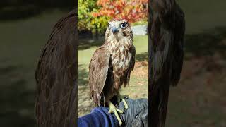 Lanner Falcon  Habibi ❤️ [upl. by Rashidi836]