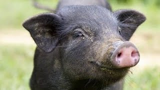 Pig Eating Sounds for ASMR  Relaxing Food Videoquot [upl. by Assiram794]