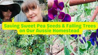 How To Save Sweet Pea Seeds amp Falling Trees On Our Aussie Homestead [upl. by Terraj765]