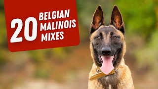 20 Belgian Malinois Mixes Energetic and Intelligent Canines [upl. by Callery672]