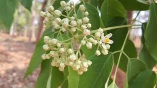 Trichilia connaroides  Bonai Forest Division [upl. by Tufts]