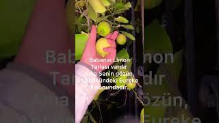 Baban narenciye kralıdır ama kokteyl limonunun aroması farklıdır çiftci limon eureke narenciye [upl. by Townsend]