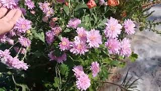 Guldaudi flower plant  my garden Umesh Gautam 03 [upl. by Bouldon975]