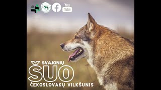 Svajonių šuo čekoslovakų vilkšunis [upl. by Yraeht]