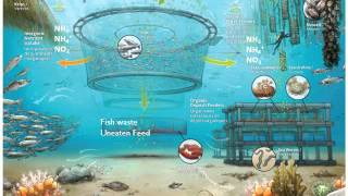 What is Integrated Multi Trophic Aquaculture [upl. by Oirram]