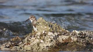 Ruddy Turnstone Voltapietre Arenaria interpres [upl. by Flossi]