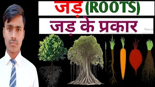 Roots in hinditypes of roots in hindiजड़जड़ के प्रकारjadjad ke prakarcomplete concept in hindi [upl. by Dermot547]