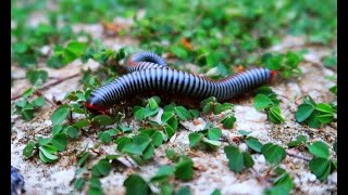 Millipede Animals Action In the Forest They are so Cute millipede animals OuDom1jm5ji [upl. by Sivahc]