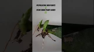 hack plants snakeplant propagation plantlovers foryou subscribe easy diy gardening [upl. by Kerek]