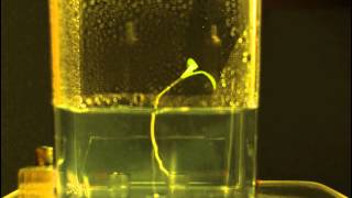 Medicago Root Growth [upl. by Tudela]