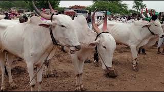 Episode 119 May 25 2024 Cattle Market Amingad Bagalkot district Karnataka India [upl. by Shimkus]