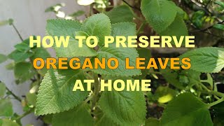 HOW TO DRY AND PRESERVE OREGANO LEAVES AT HOME [upl. by Mccarthy]