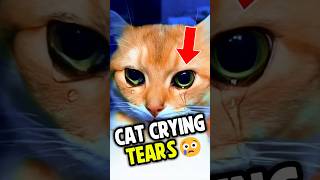 Cat Crying Tears 😢 [upl. by Akemit]