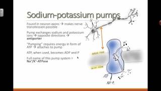 The SodiumPotassium NaK ATPase Pump  Active Transport [upl. by Suinotna]