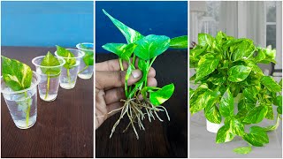 Best idea for grow money plant at home from leaves  Water propagation for gardening [upl. by Maighdlin]