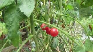 Tomato Profile The quotBrandysweet Plumquot Sweet I Forgot I Planted It  TRG 2014 [upl. by Aklog789]